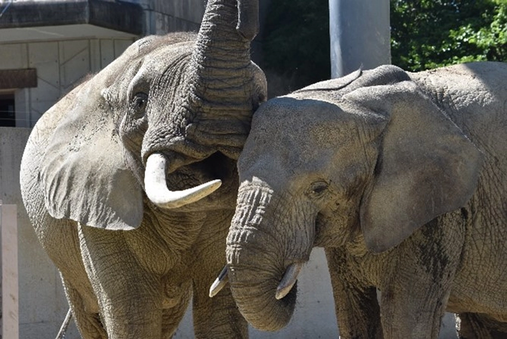 【マルミミゾウってどんな動物？③】現状、日本との関係