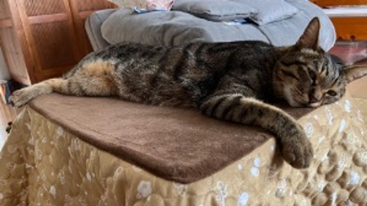 【今日のなっちゃん】5月15日