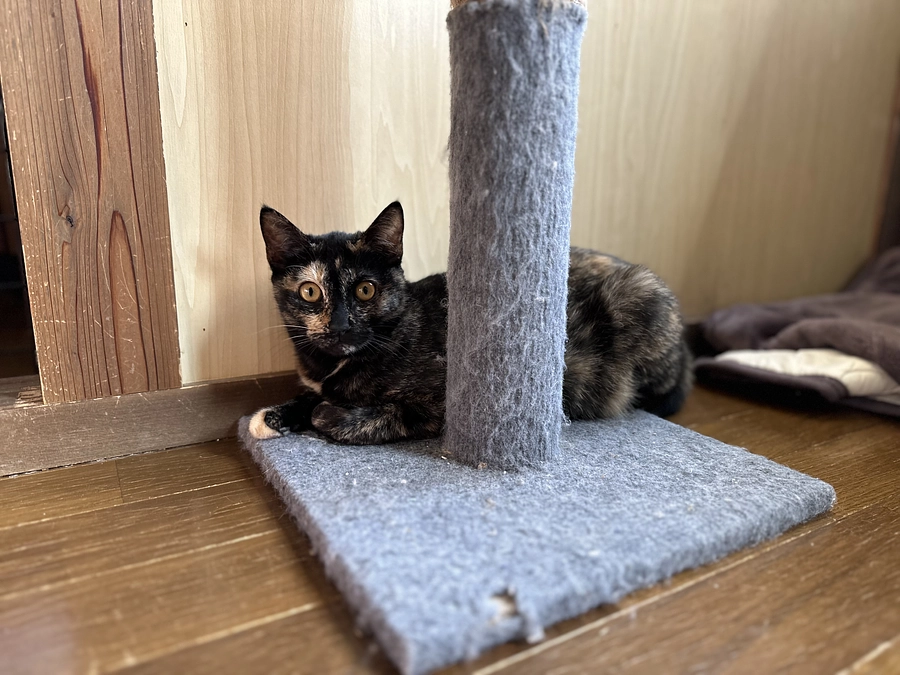 猫数が増えたら人間も猫も家も地域もぐちゃぐちゃになる　　そのためにできることは？