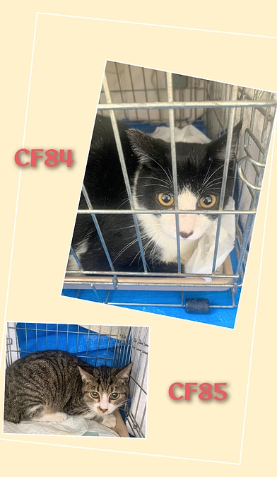 ＣＦ８３～８７まで終了しました