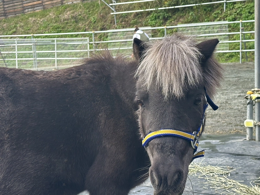新しい仲間「おはぎ」がぽにぃている牧場にやって来ました