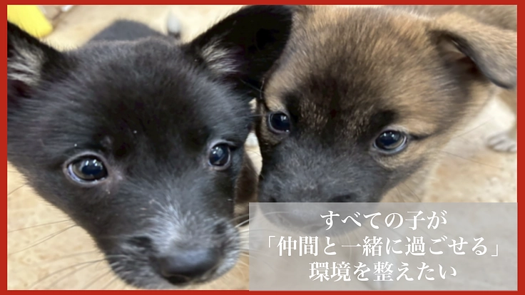 〜命をつなぐ場所を未来へ〜老朽化した動物保護施設 移転プロジェクト