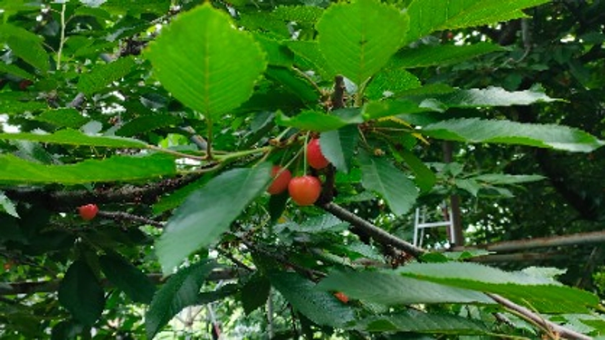 来週6月17日よりリターンのジャムの発送を開始します。