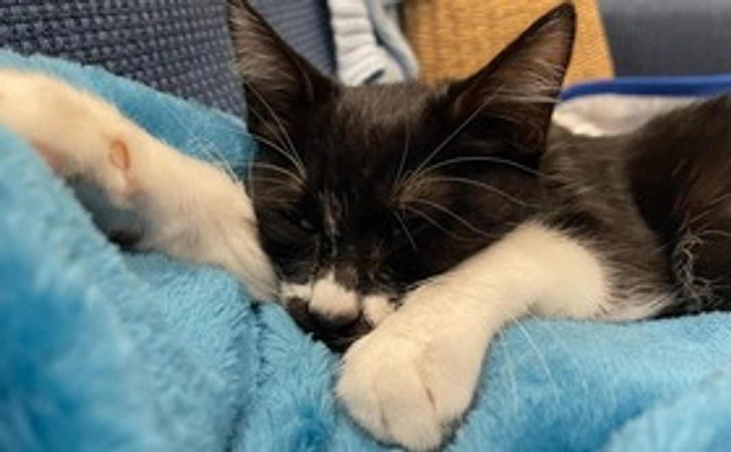 感謝のメール、ハンの画像1枚