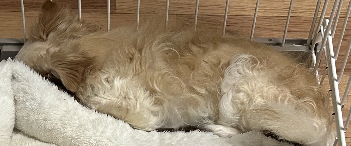 クラファン残り3週間となりました…。。