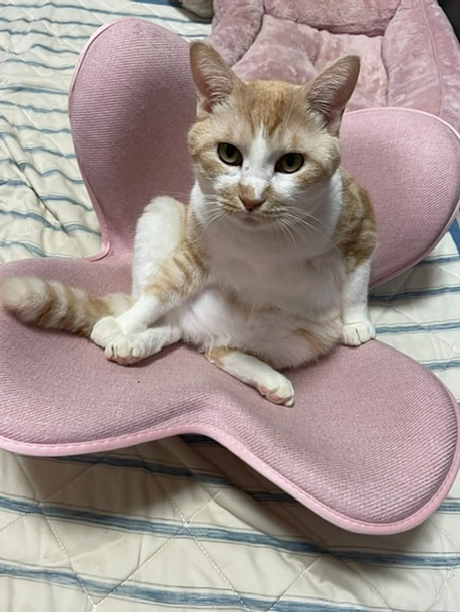 ボロボロの猫家族を助けて下さった依頼主さん