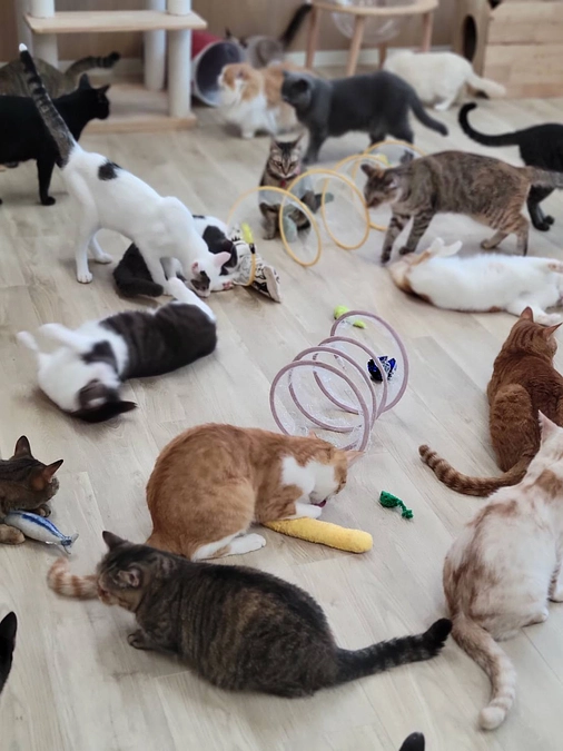 大切な命たちを守るためにお力を貸して下さい。