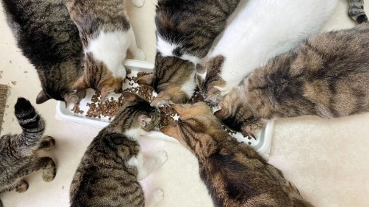 目標金額達成ありがとうございます！