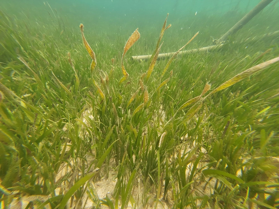 お久しぶりです。ウミショウブの今の様子です。