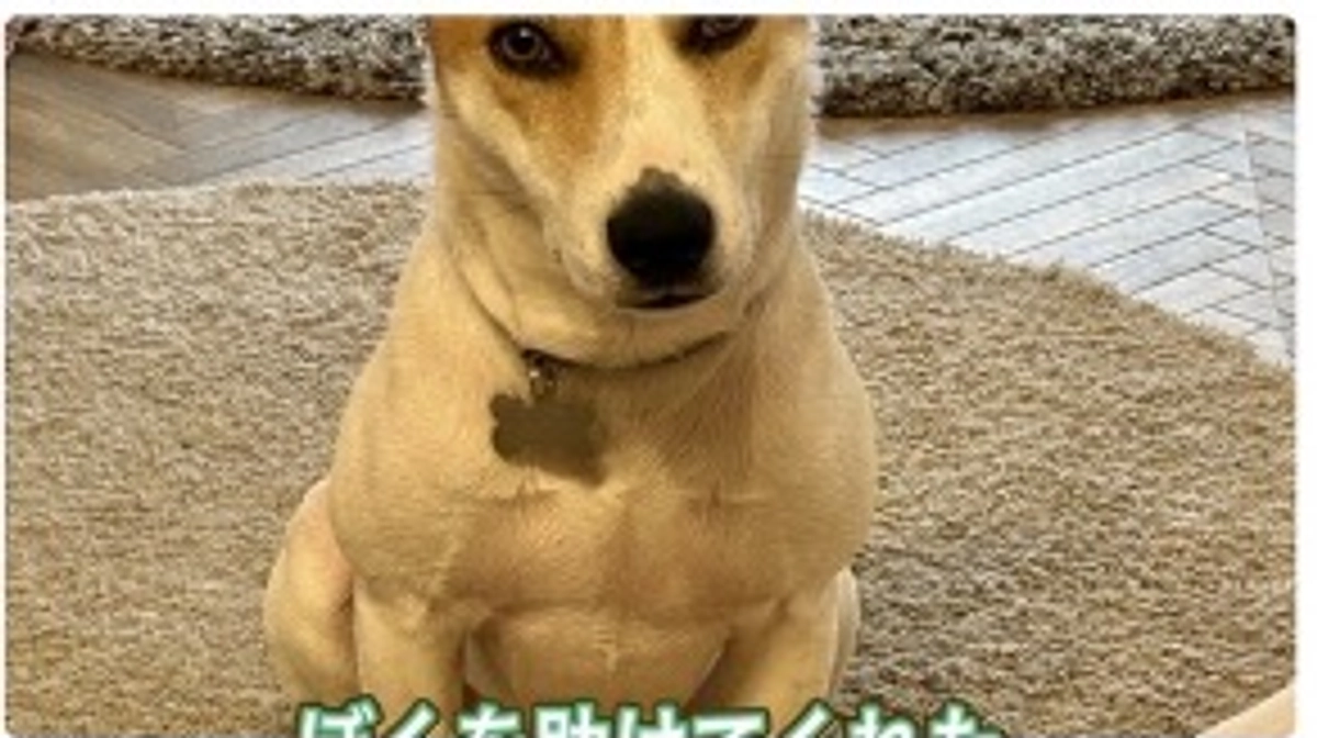 野犬を捕まえて飼いたいと依頼を受けた方からのメッセージ❤️