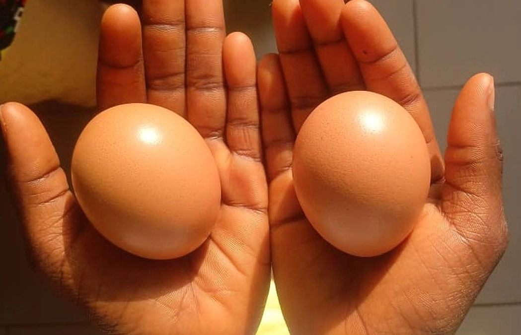 卵を産み始めました！