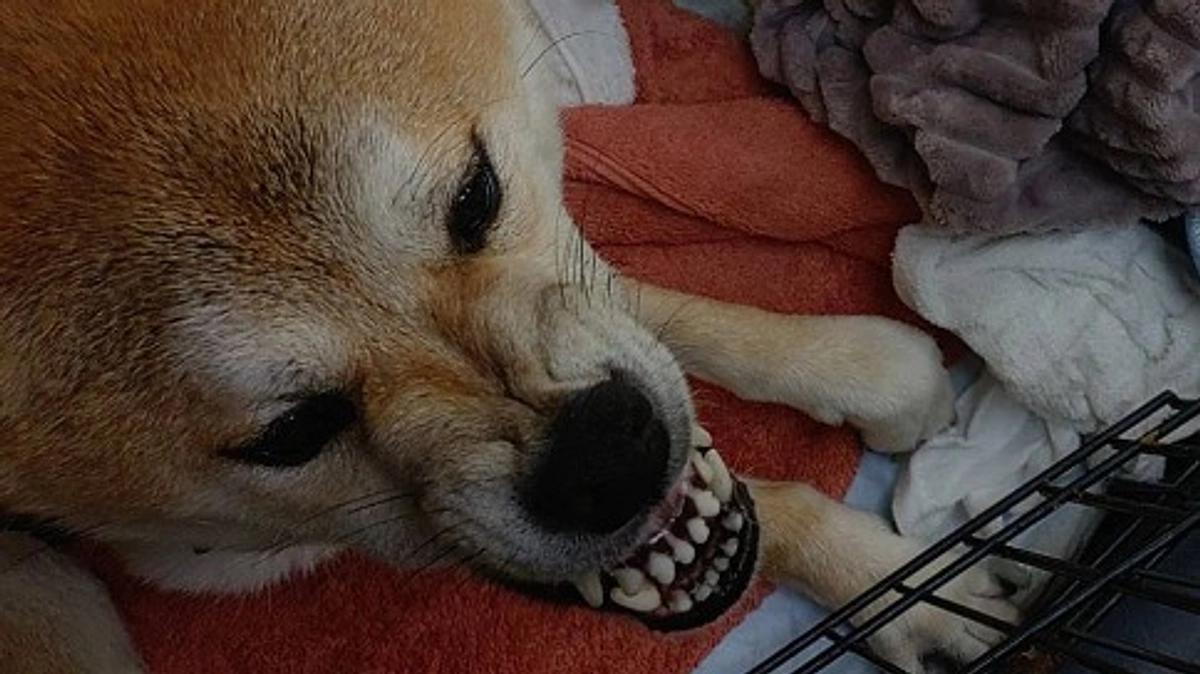 懸命のレスキュー！常同障害、てんかんの持病のある柴犬を保護。前途多難な重症疾患24時間体制で対応中！