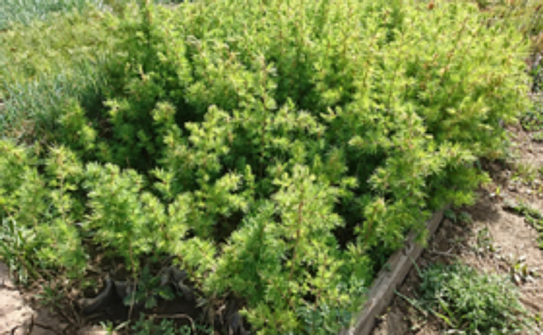 【お気持ちコース】