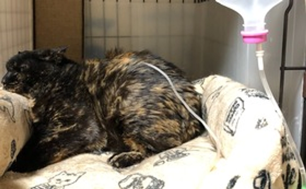 くりちゃん、がんばれ！