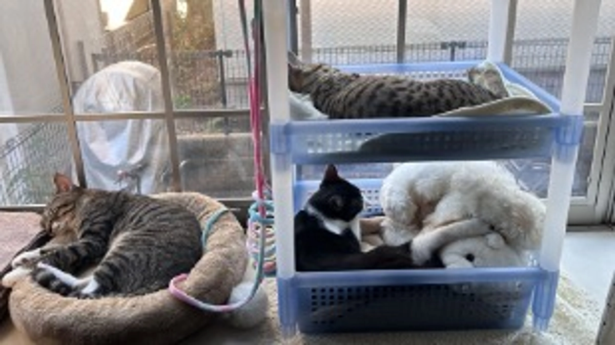 11月4日 〜 治療経過報告④ 〜