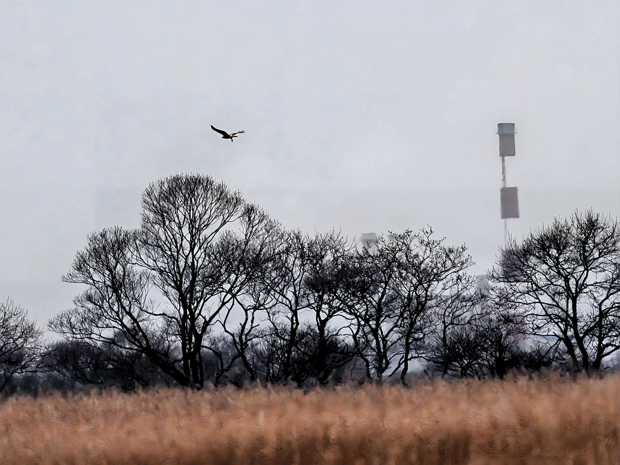 釧路湿原とその周辺の希少猛禽類調査を進めています