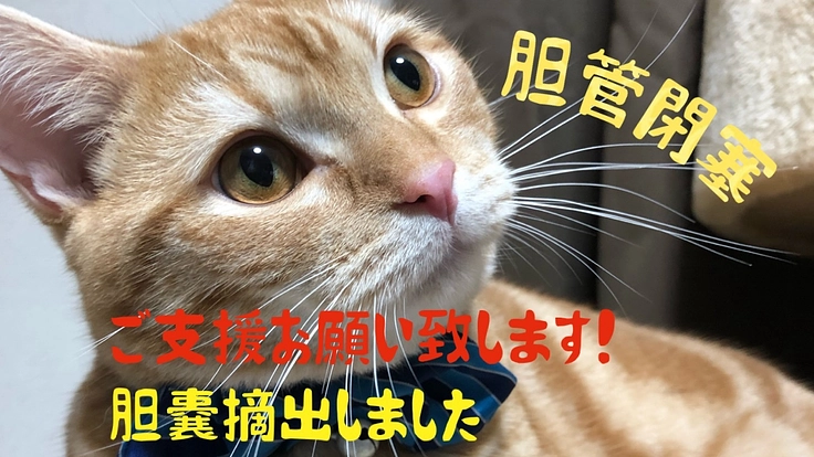 胆管閉塞を発症！胆嚢摘出・服薬始まります。