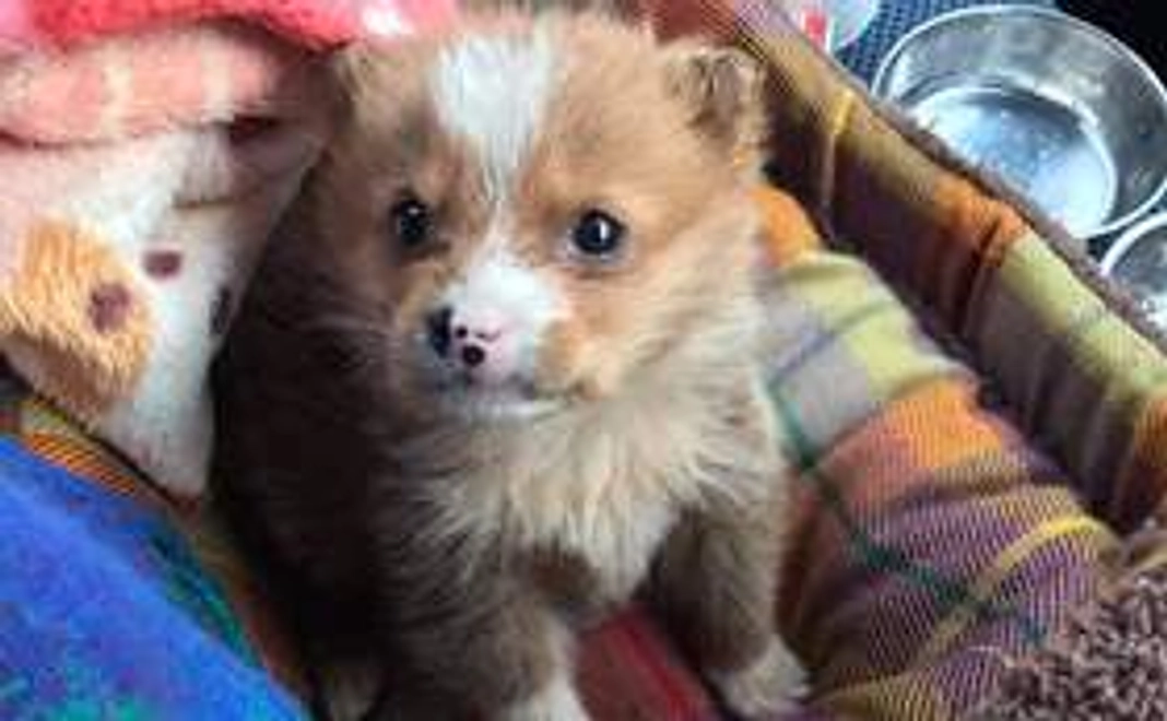 【いぬねこの森】応援お助けコース