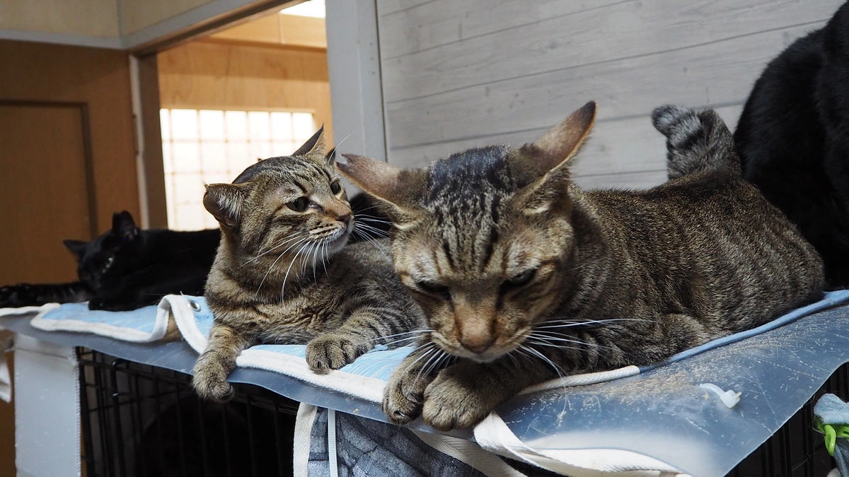 継続支援者さまの募集がスタートしました！