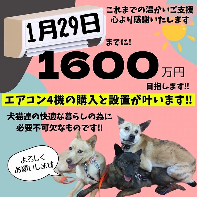 【29日に1,600万円を目指します】私に野犬保護のための時間をください‼︎