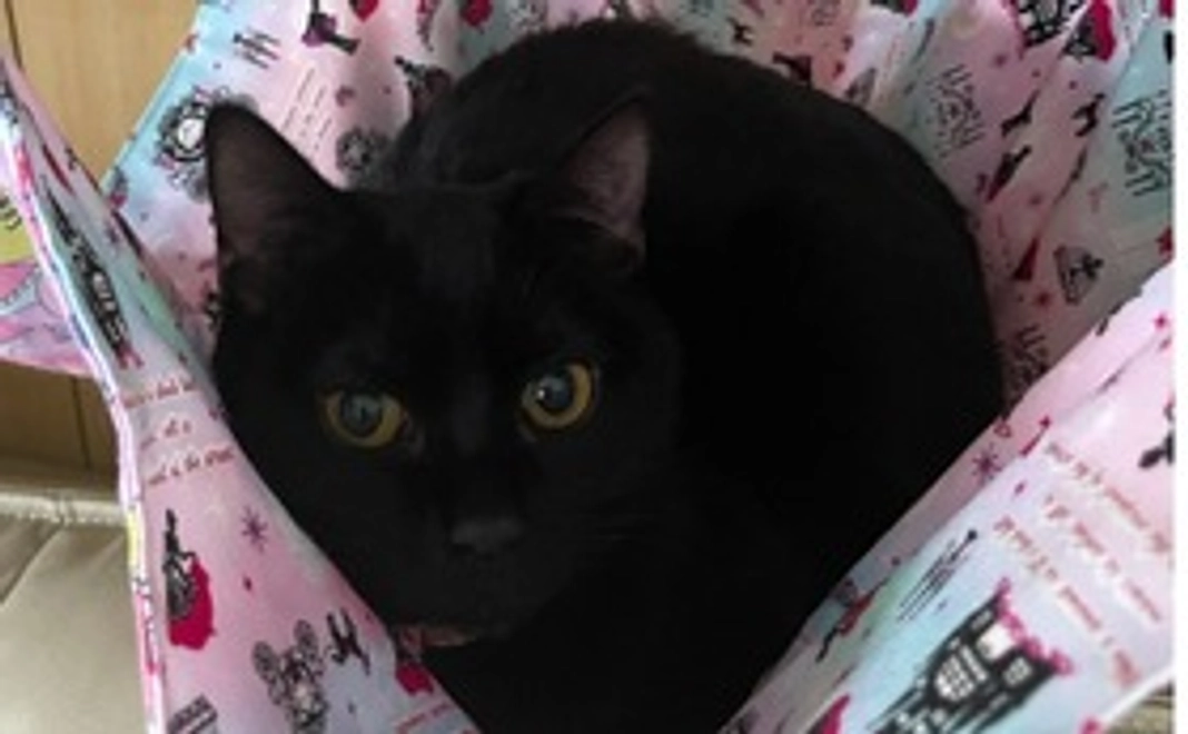 リターン不要・全力支援