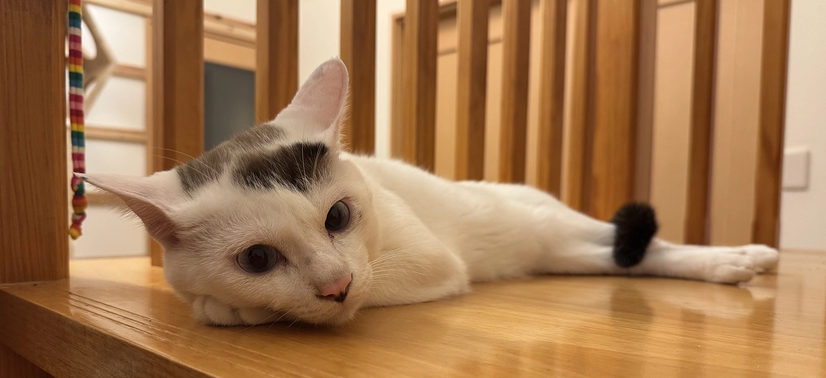 シンバの食欲と遊び