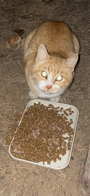 ご飯を食べに来なくなり心配してます。