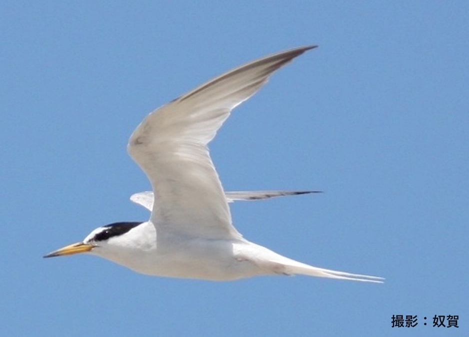 トークイベント開催報告 その② 九十九里浜のコアジサシ・ミユビシギ