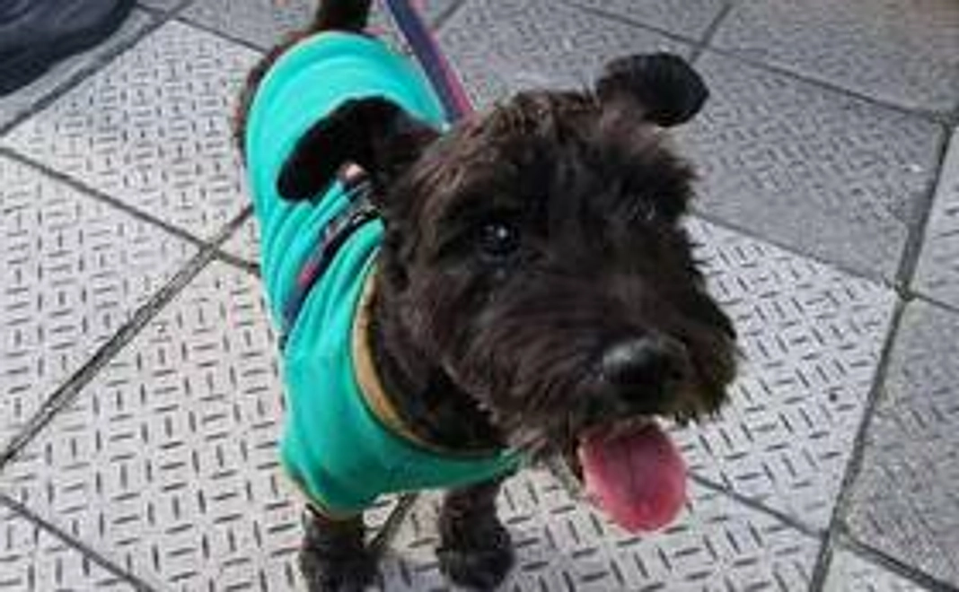 アーモンドへのご支援１