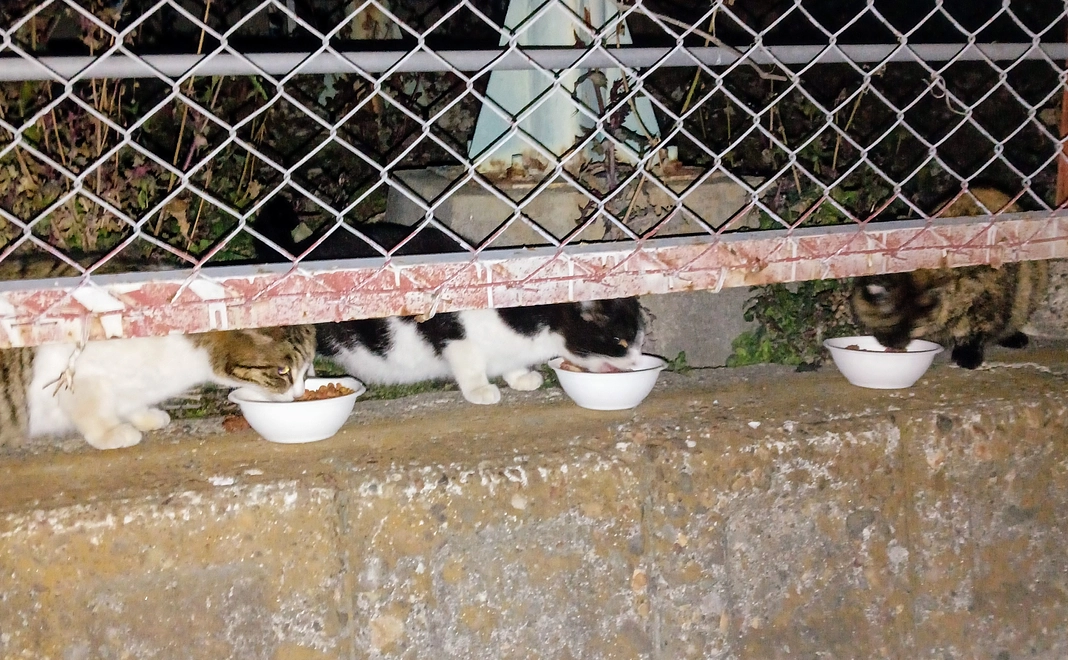 野良猫達の餌代のご支援をご協力下さい、よろしくお願い致します🙇