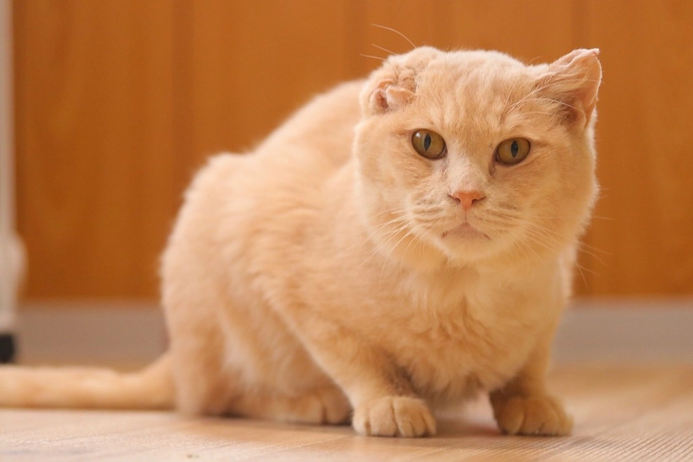 東京『ちよだ猫まつり』に出店します！