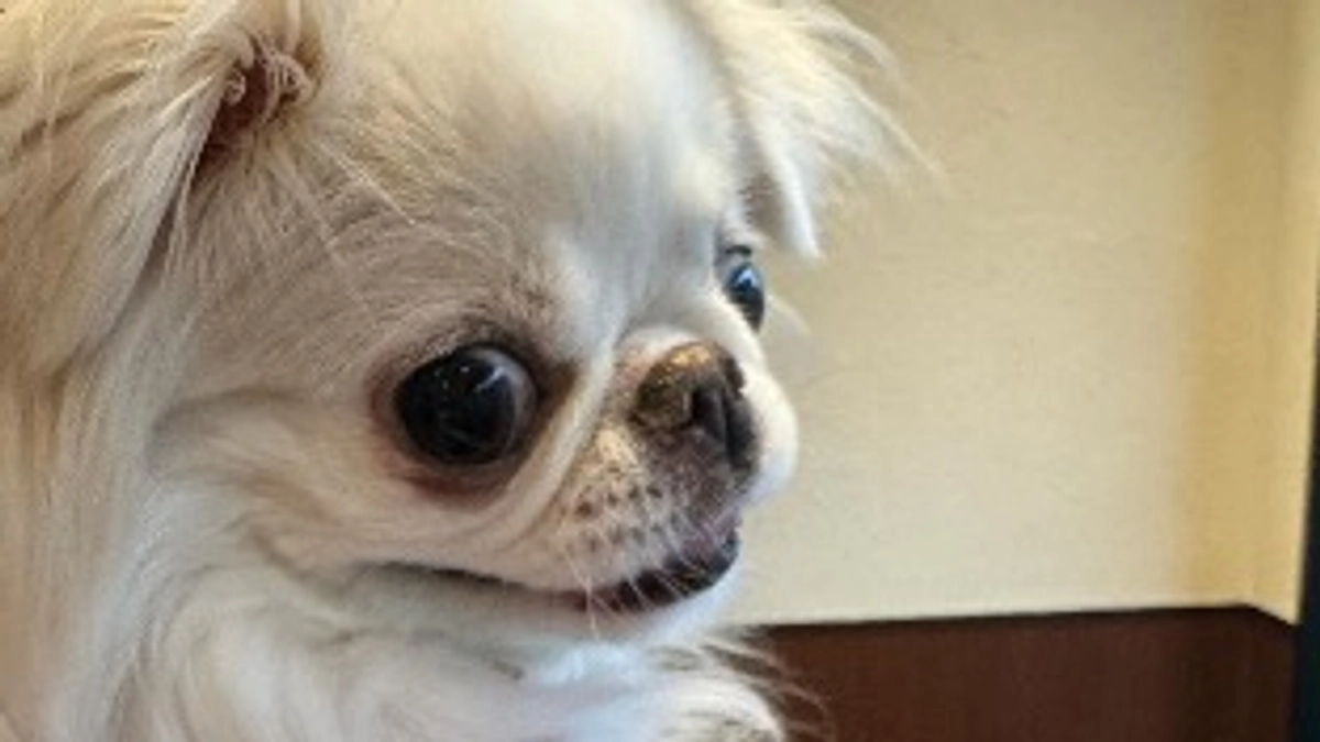 術後１ヶ月検診🐶🏥