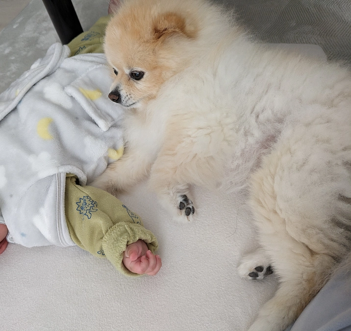 大切な家族、ポンタ