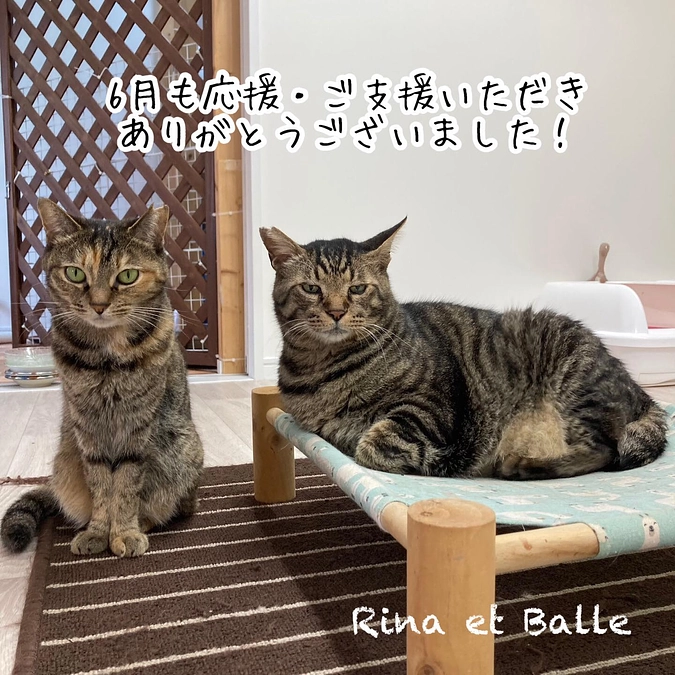 継続寄付5月分のご報告と6月収支報告