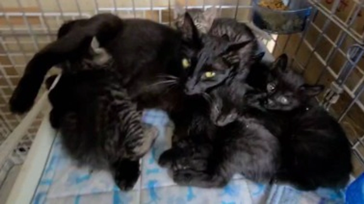 多頭飼育崩壊から保護した13匹のワクチン接種、検査、避妊去勢手術が無事に終わりました！