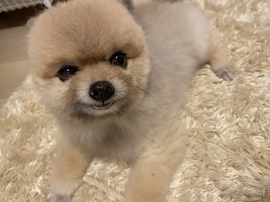 手術日につきまして