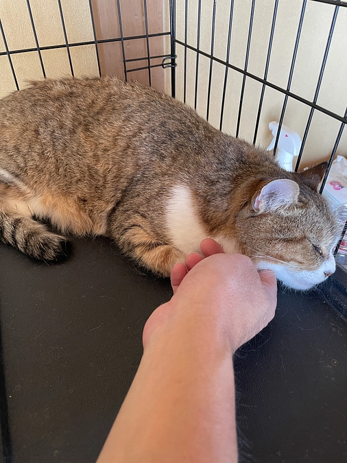 ガル、ミネの母猫、セイラさんの近況