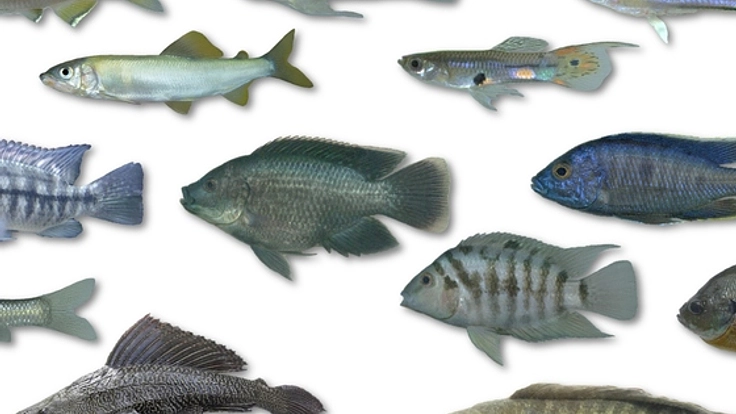 図鑑『沖縄島の外来魚ガイド』を作り、在来魚を絶滅から救いたい