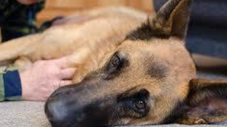 歩行困難な犬のために訪問トリミングサービスを開始したい！