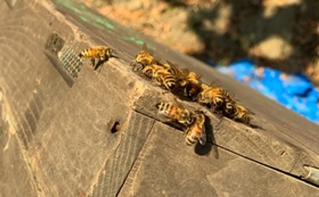 神山養蜂応援コース（５千円）