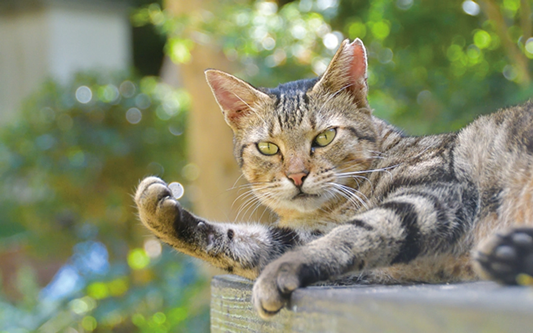 9月さくらねこ無料不妊手術実施予定数
