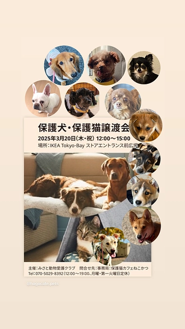 IKEAtokyo-bayさんでの譲渡会に初参加！