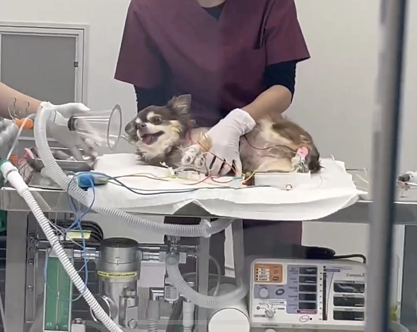 本日、緊急手術となりました