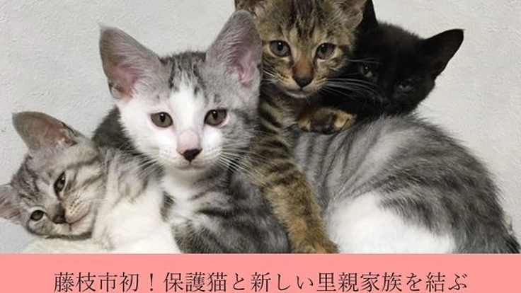 藤枝市初！保護猫と新しい里親家族を結ぶ、ふれあい保護猫カフェ