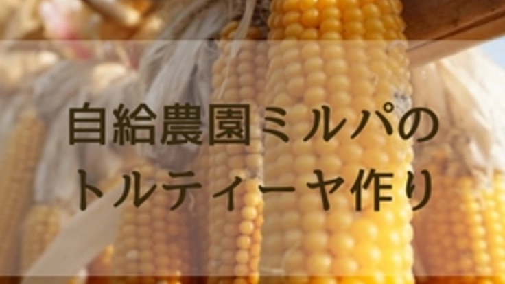 安心で安全なトウモロコシを使ってトルティーヤを作りたい！