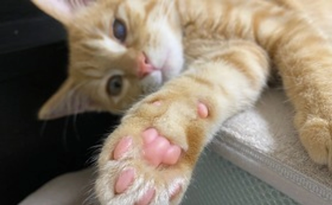 むぎちゃん応援コース2000