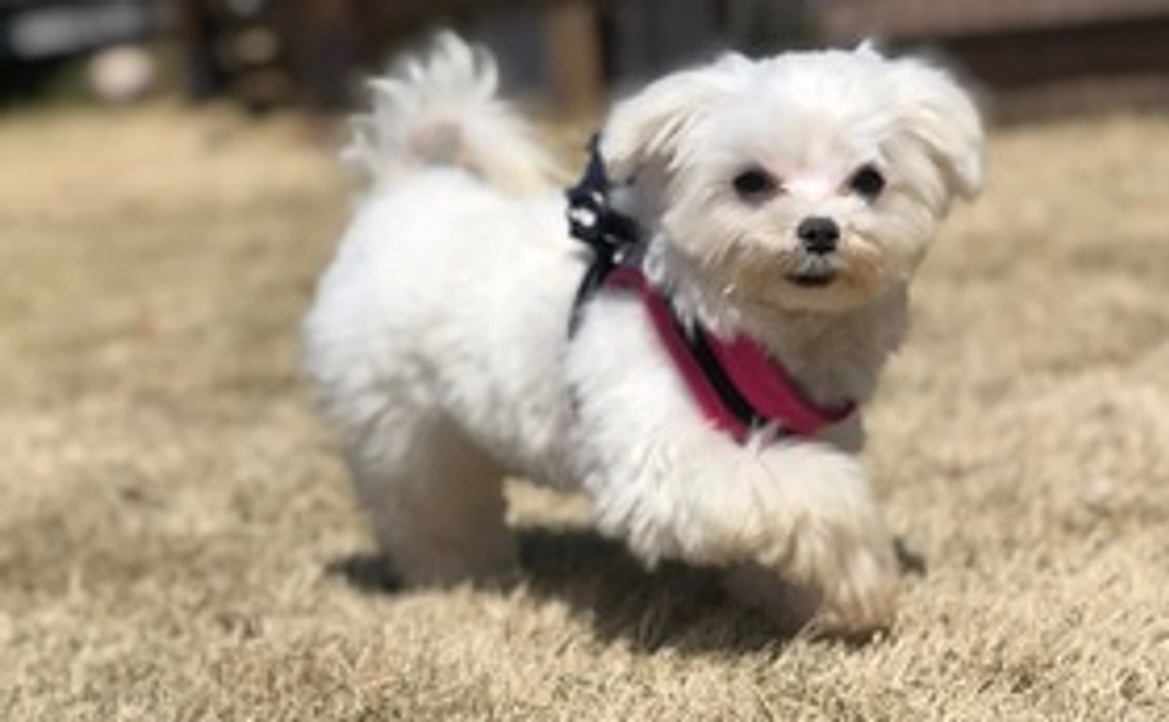 レイ君がんばれ!リターンなし2