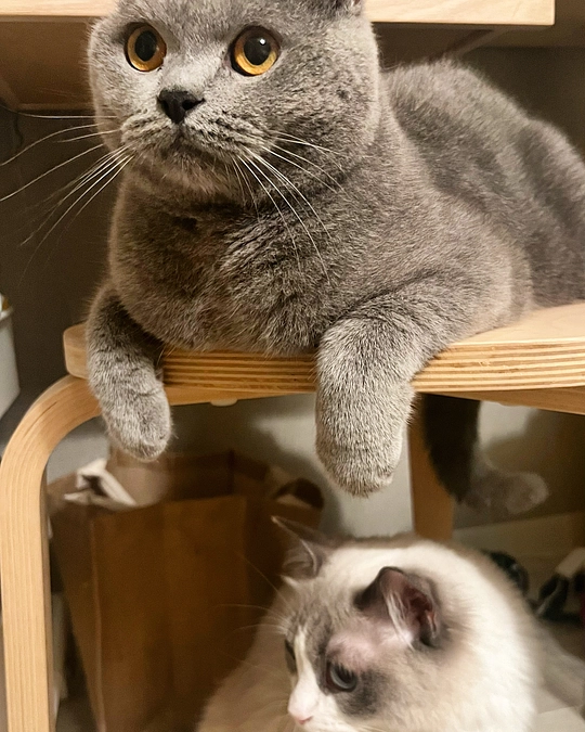 今日のドムくん