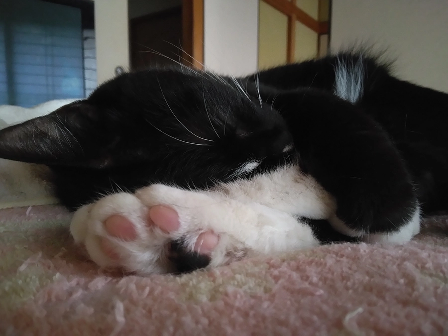 6/25はなちゃんの様子