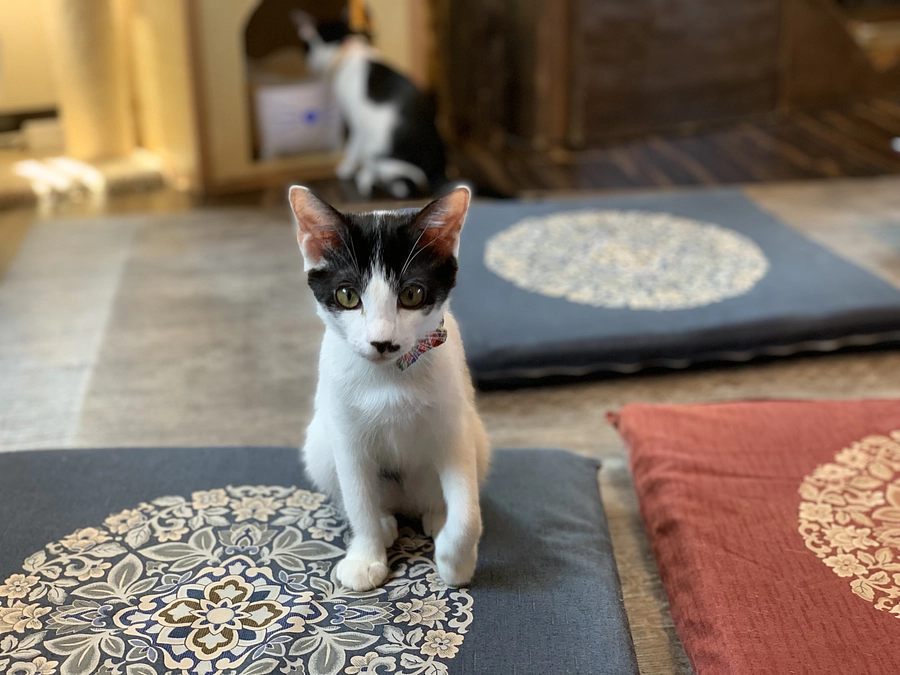 7月のトライアル出発🐱